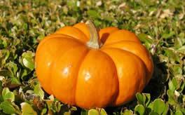 梦见吃酉瓜,探寻丰收与收获的神秘寓意