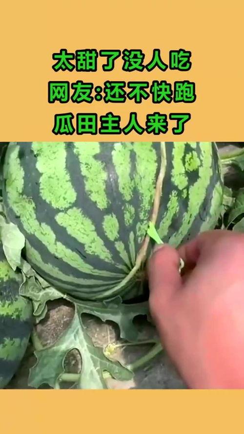 主人吃瓜了,主人吃瓜，真相大白！