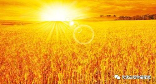 麦田吃瓜瞬间,瞬间捕捉的田园美味瞬间